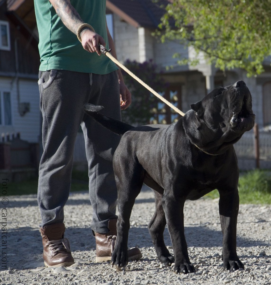 Канарский мастиф