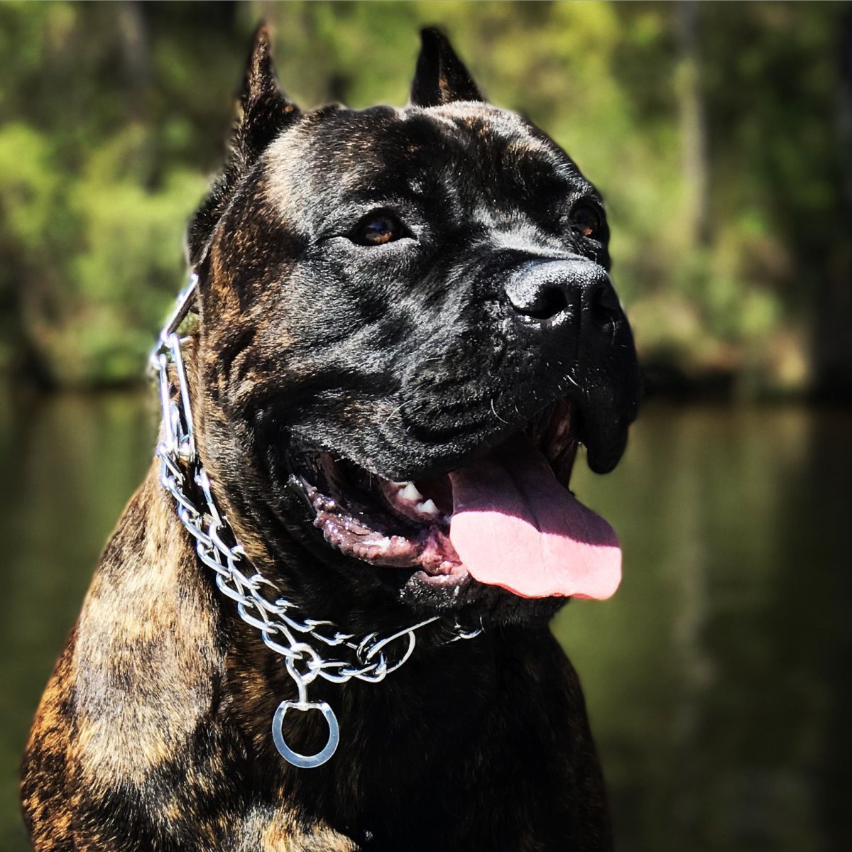 Канарский дог черный