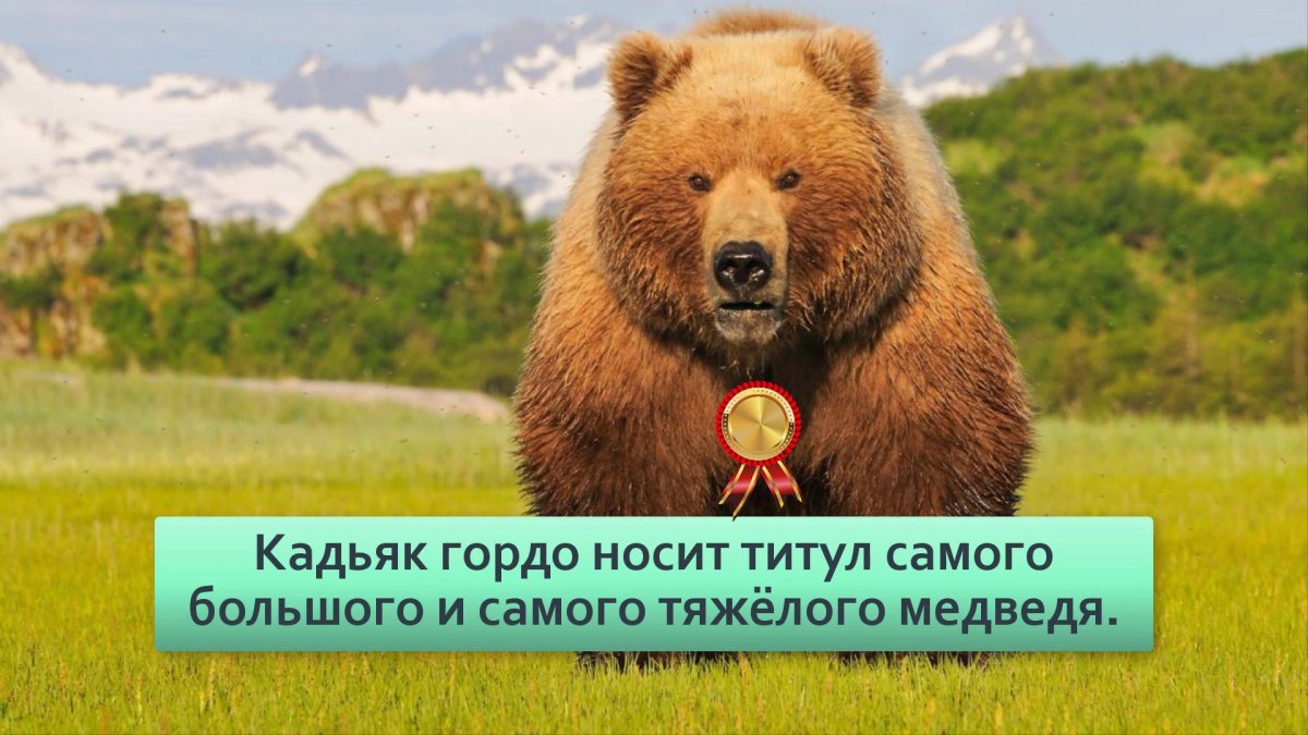 Кадьякского медведя