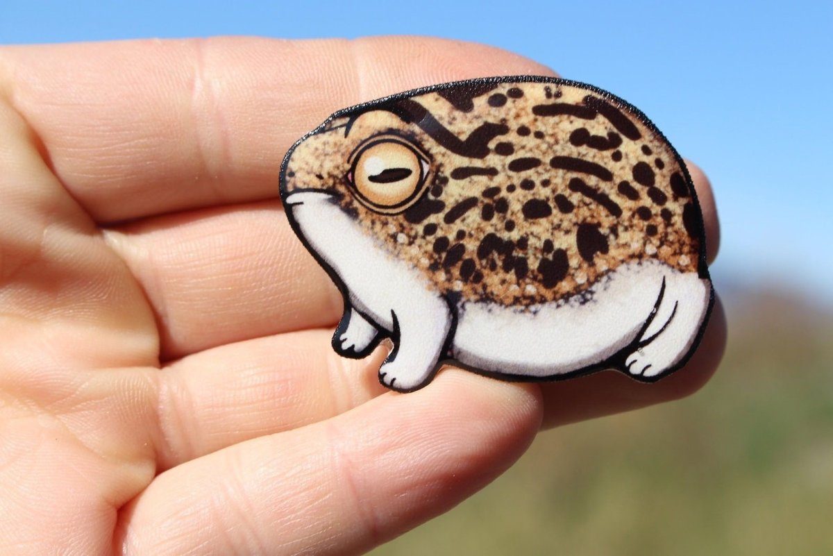 Namaqua Rain Frog