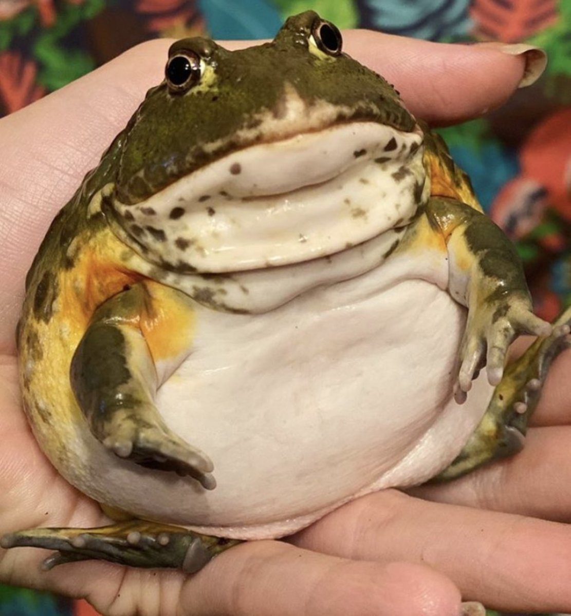 Милая круглая жаба