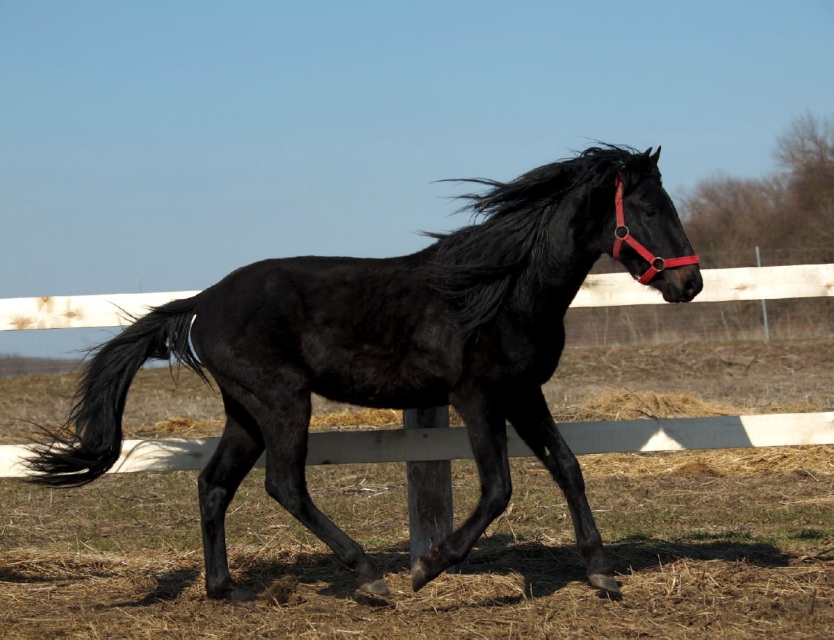 Кабардинская лошадь масть. Кабардинская лошадь. Кабардинская порода лошадей. Караковая лошадь с отметиной. Англока Кабардинская лошадь.