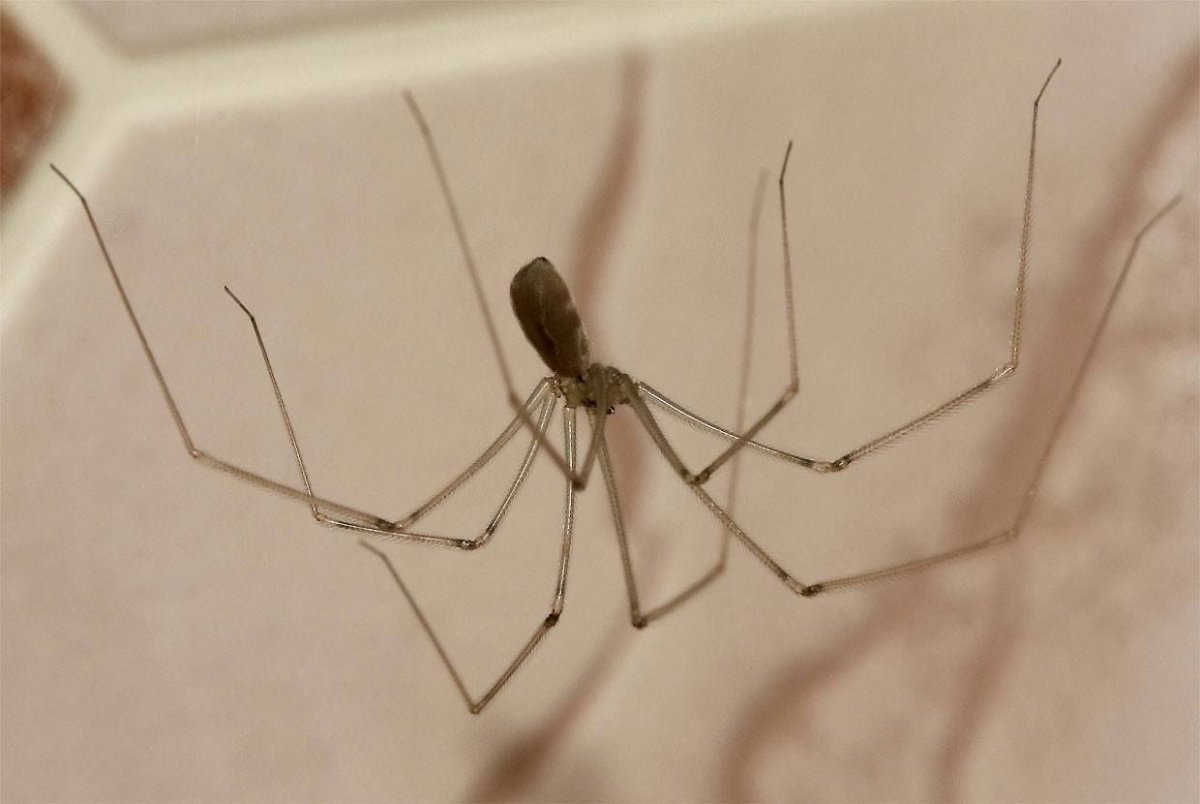 Паук сенокосец Домовой