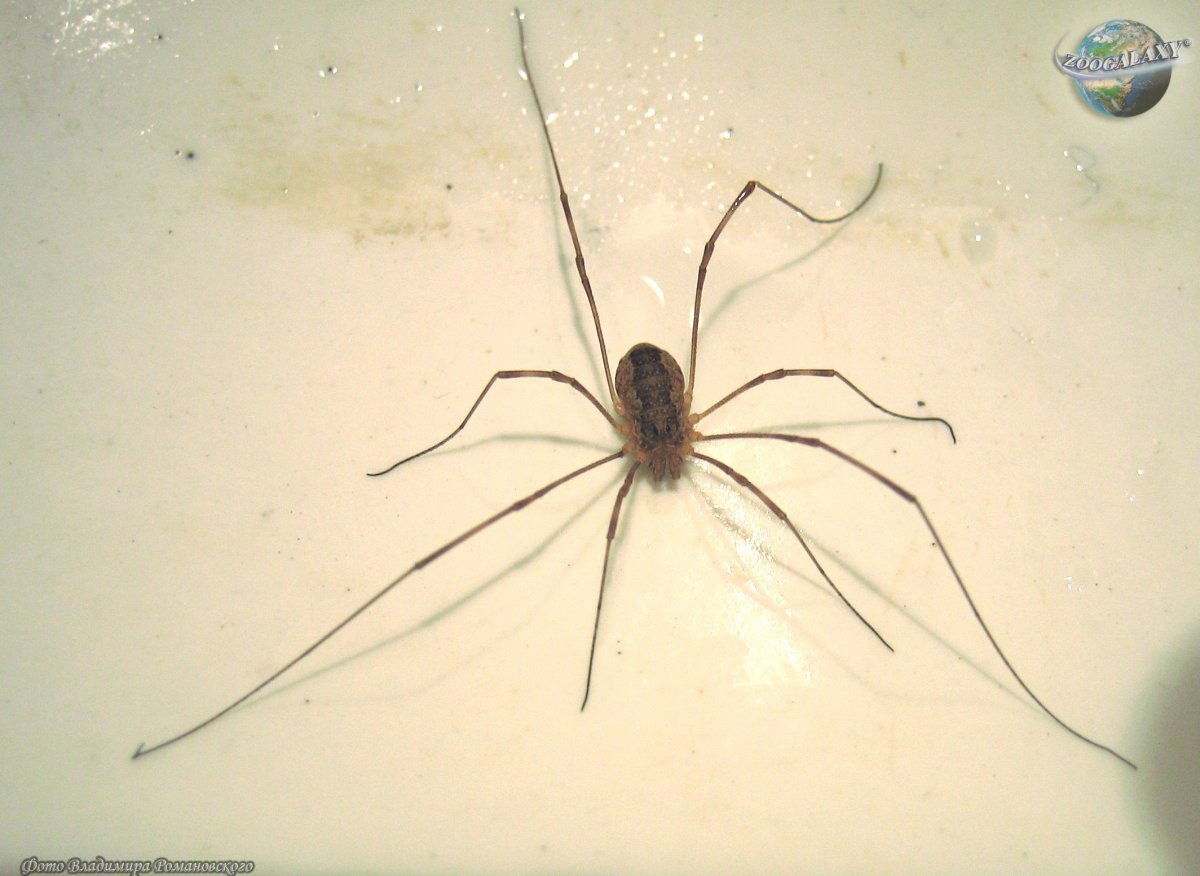 Сенокосец обыкновенный