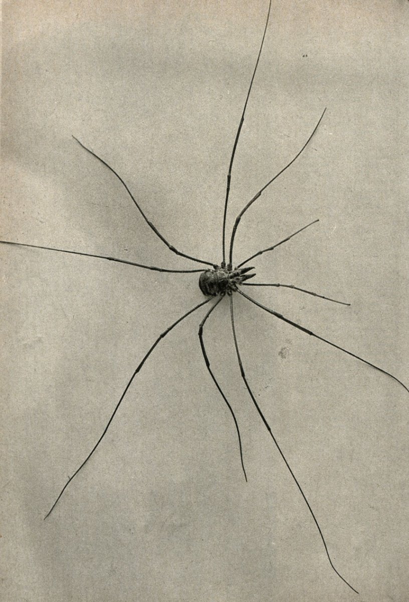 Жук сенокосец