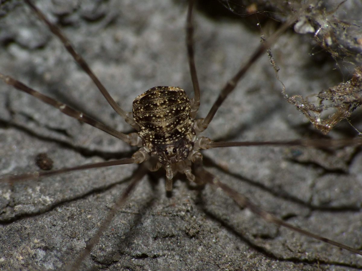 Сороконожка паук с длинными лапами