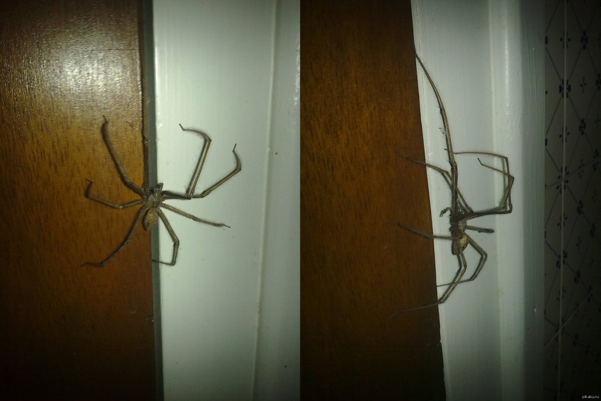 Паук многоножка