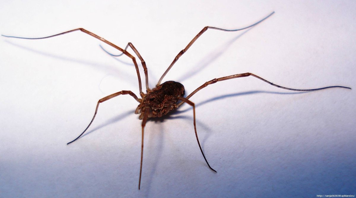 Тарантул сенокосец