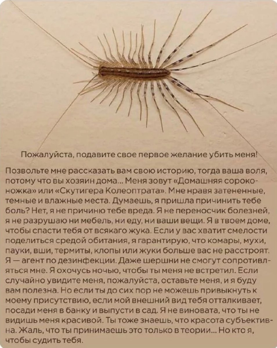 Сороконожка домашняя