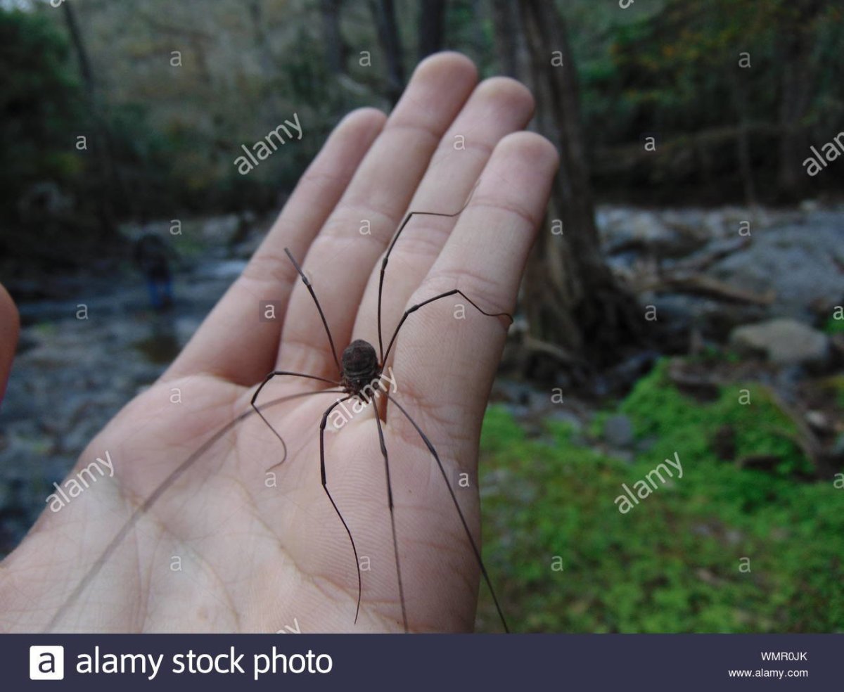 Мизгирь сенокосец