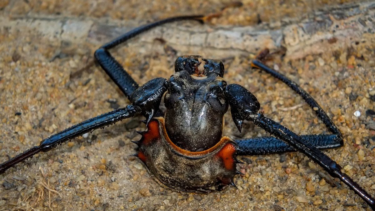 Жук Голиаф усач
