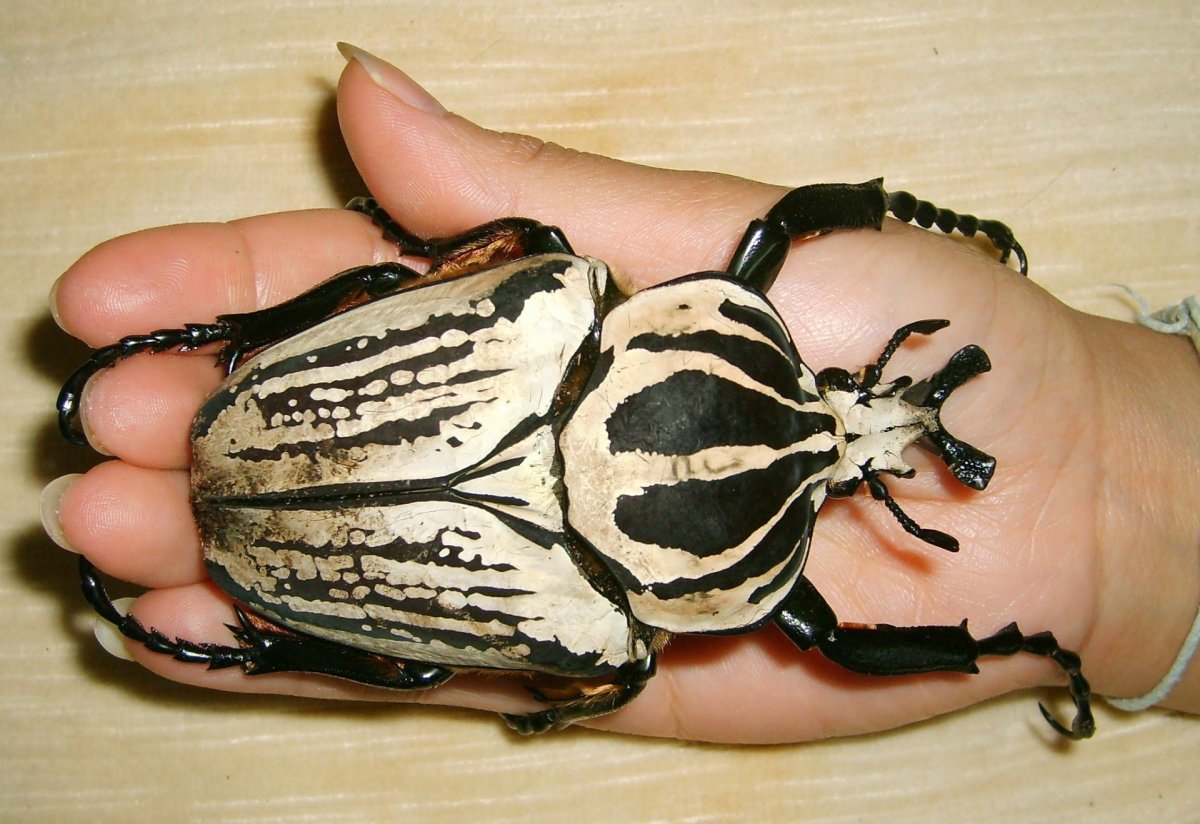 Королевский Жук Голиаф