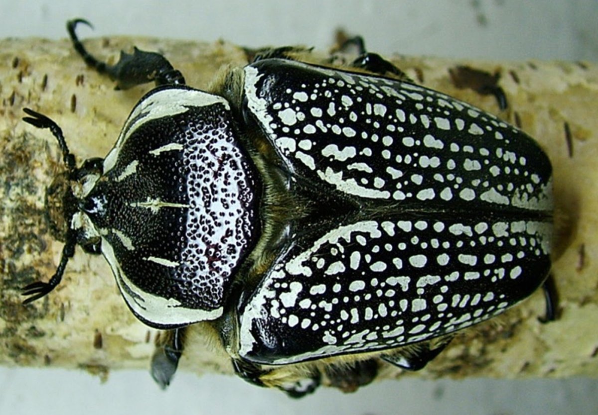 Королевский Голиаф