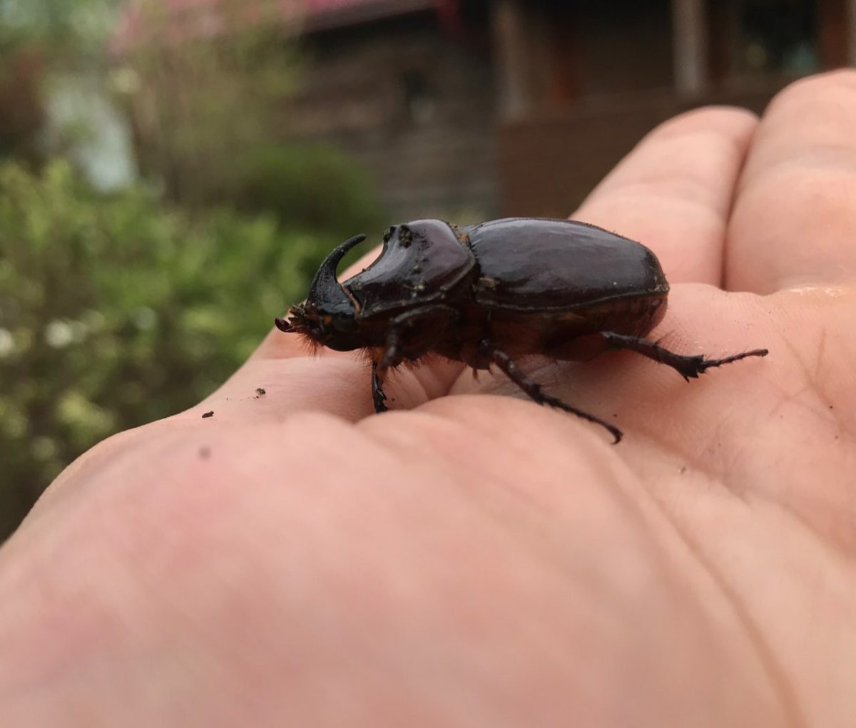 Африканский Жук слоноед