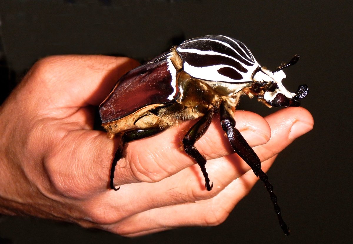 Жук-Голиаф Goliathus goliatus