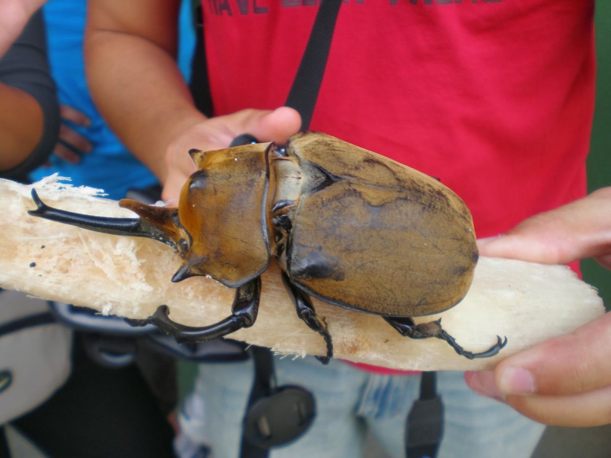 Мадагаскарский Жук носорог