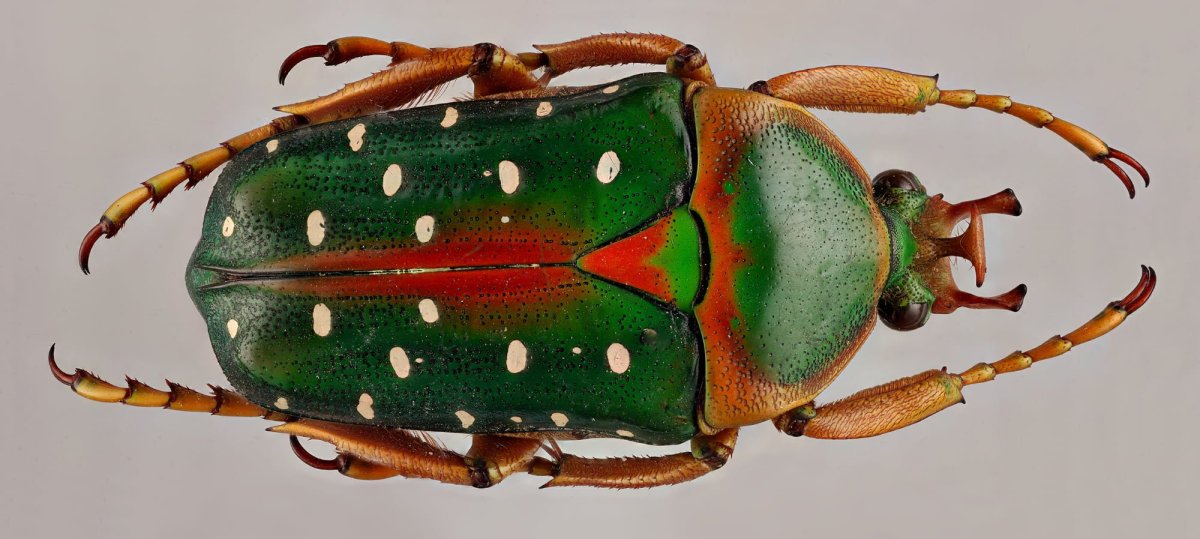 Stephanorrhina Adelpha