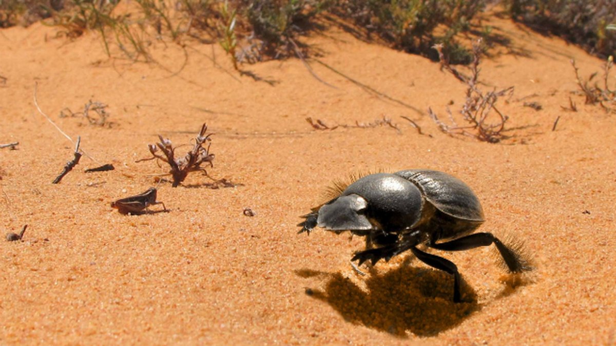 Жуки в пустыне
