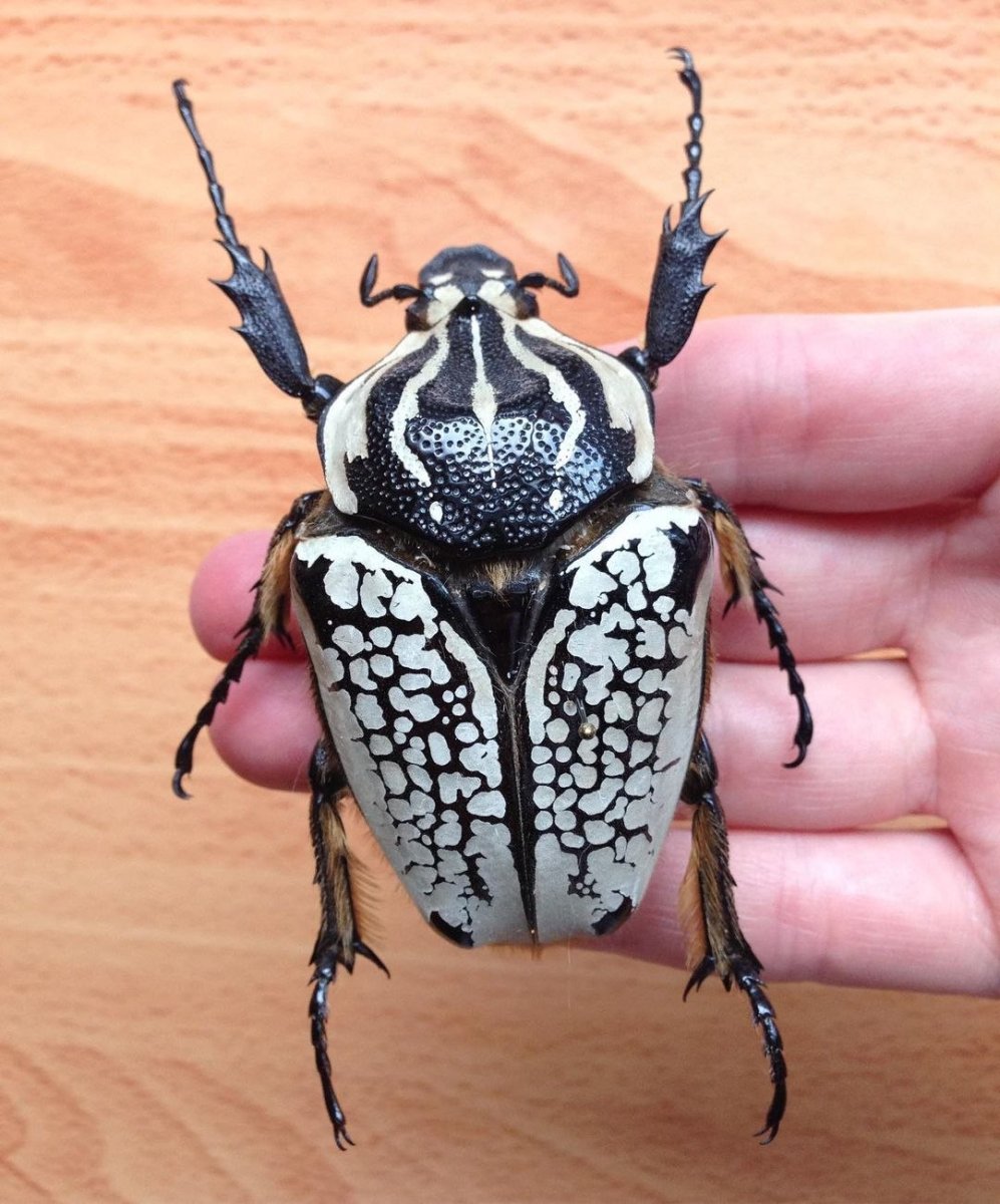 Королевский Жук Голиаф