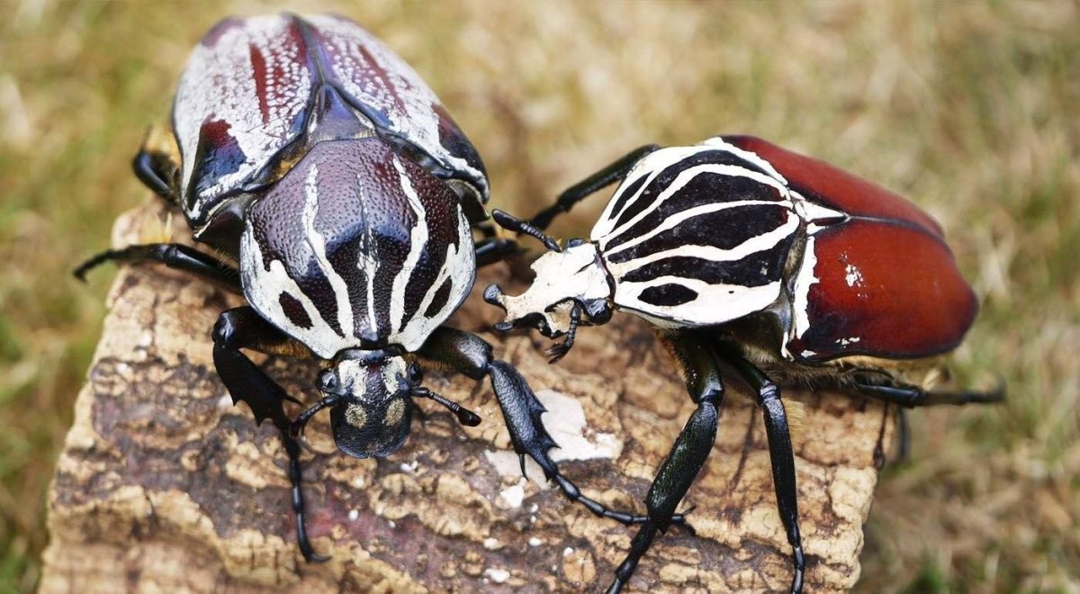 Королевский Голиаф