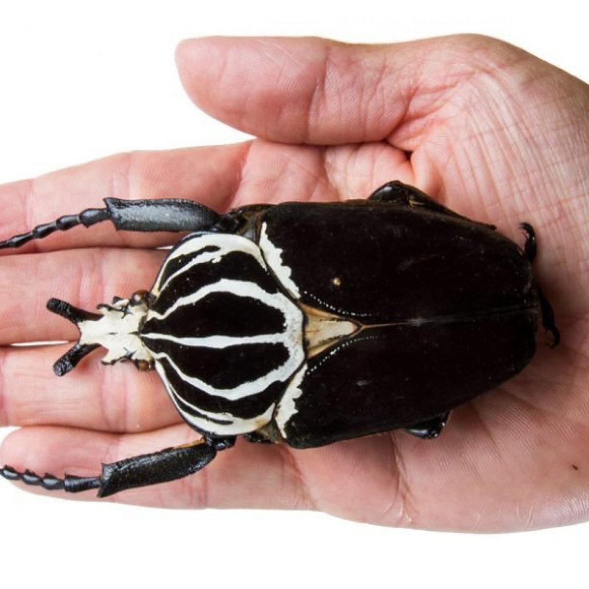 Гигантский Жук Голиаф