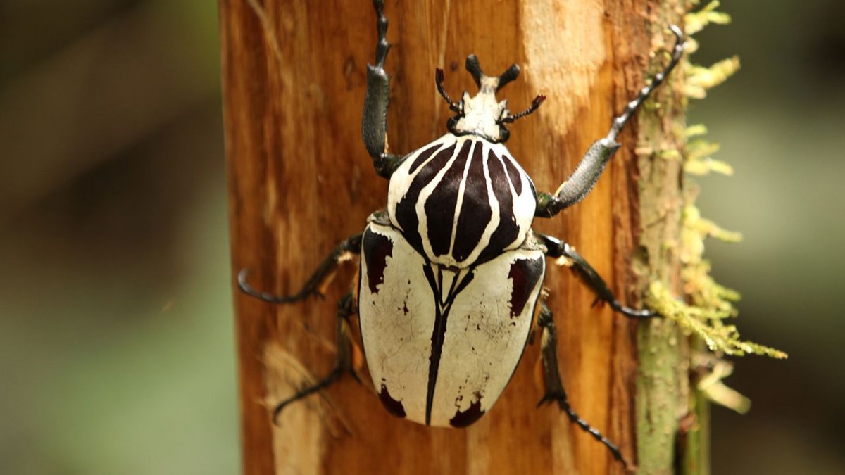 Жук-Голиаф в экваториальном лесу