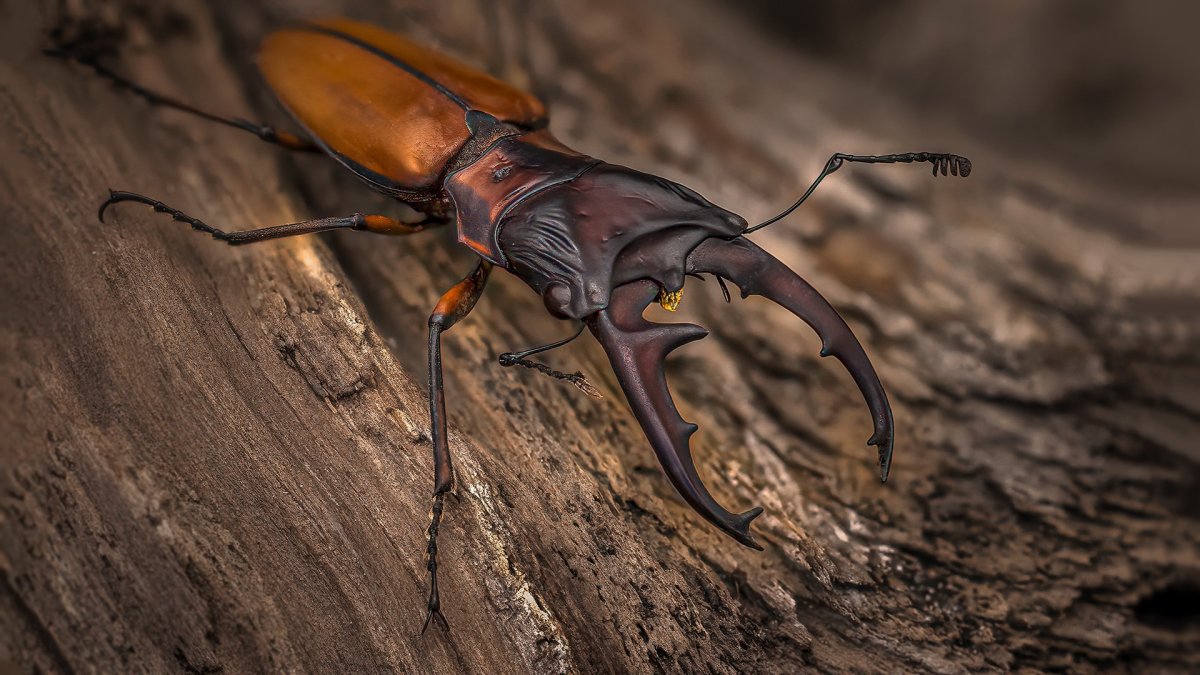 Жуки в природе