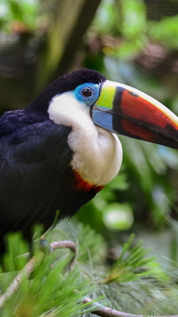 Клюв тукана