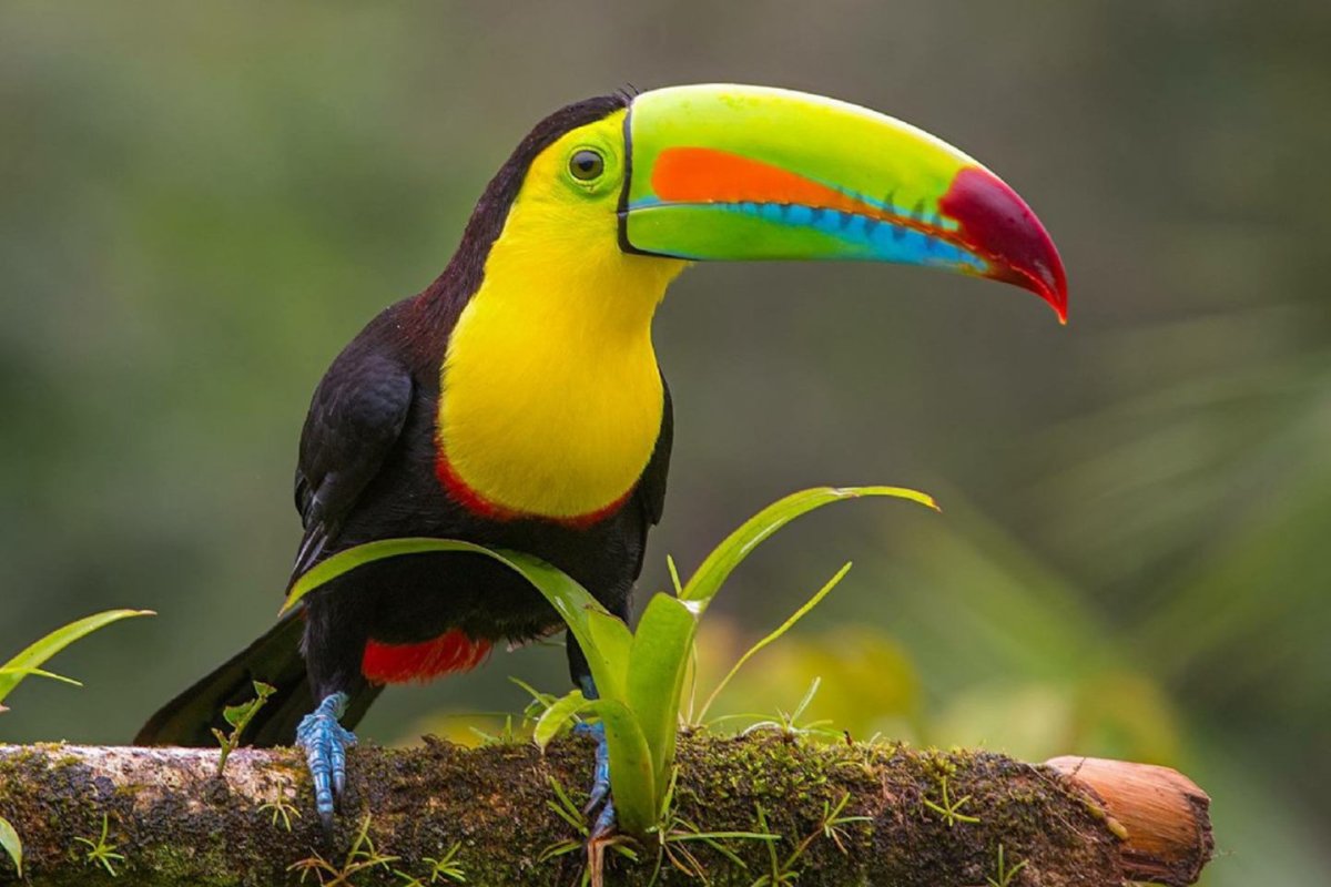 Тукан сбоку