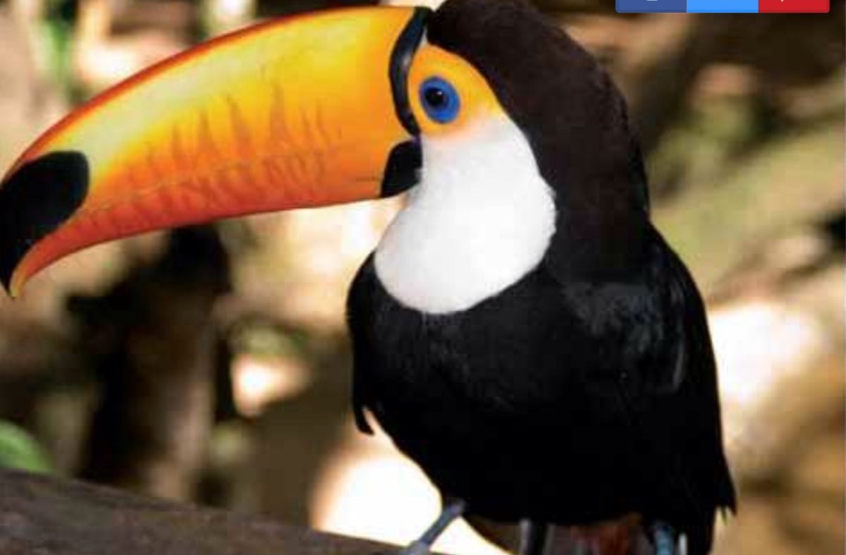 Маленькая птица с большим клювом