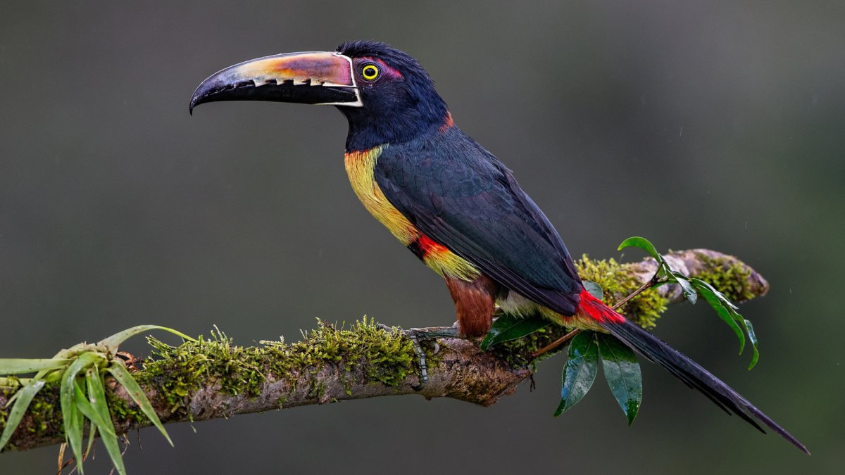 Курчавый арасари