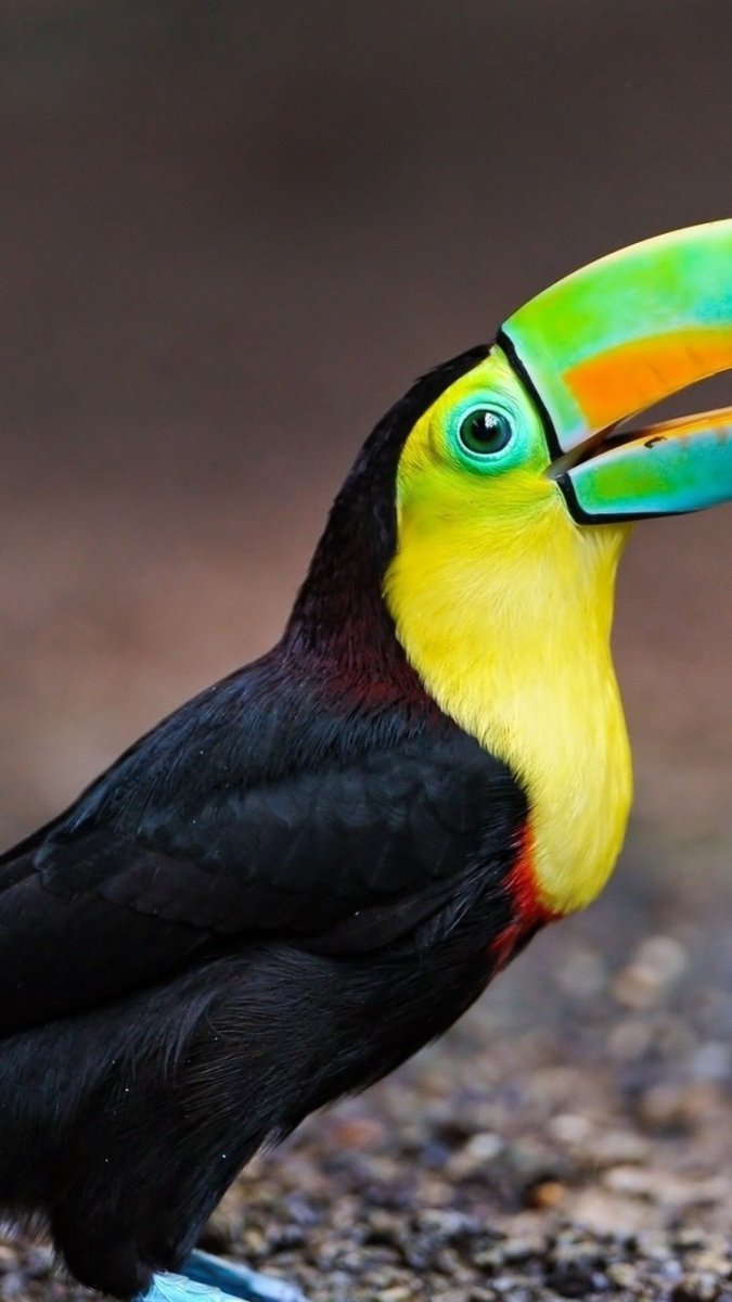 Мадагаскарский Тукан птица