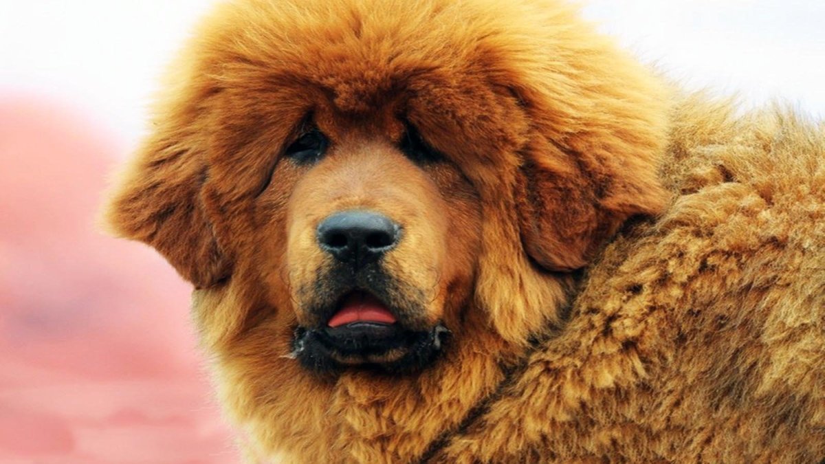 Чау-чау и тибетский мастиф