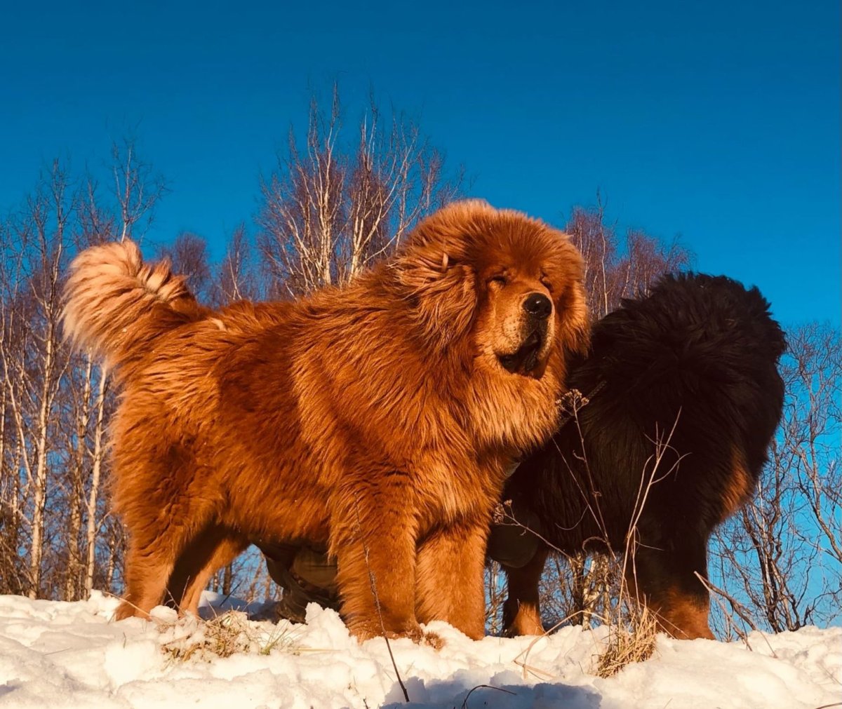 Тибетский мастиф и Сенбернар