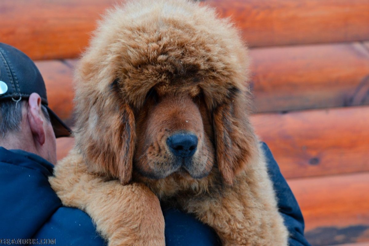 Тибетский мастиф смешной