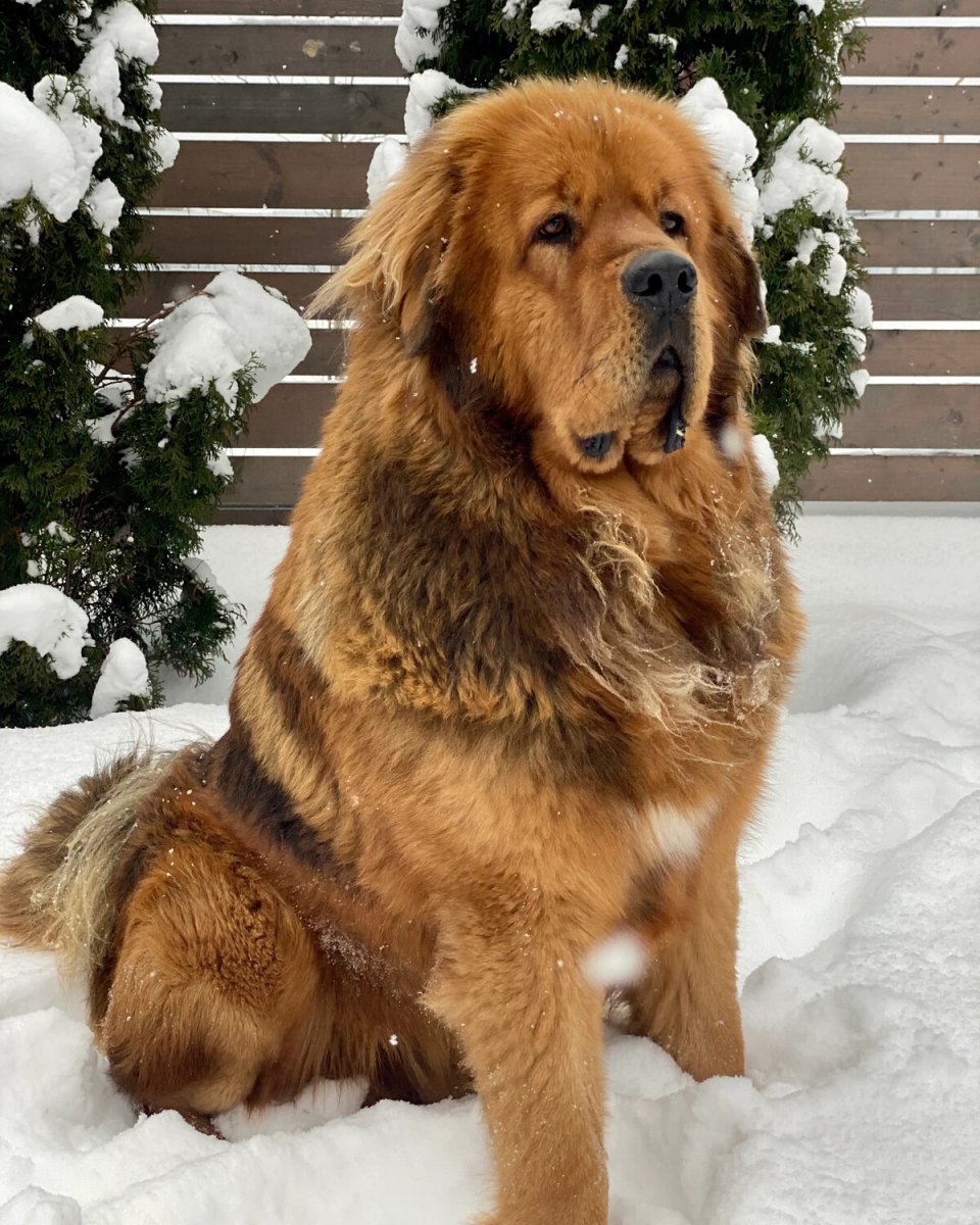 Тибетский мастиф анимализм