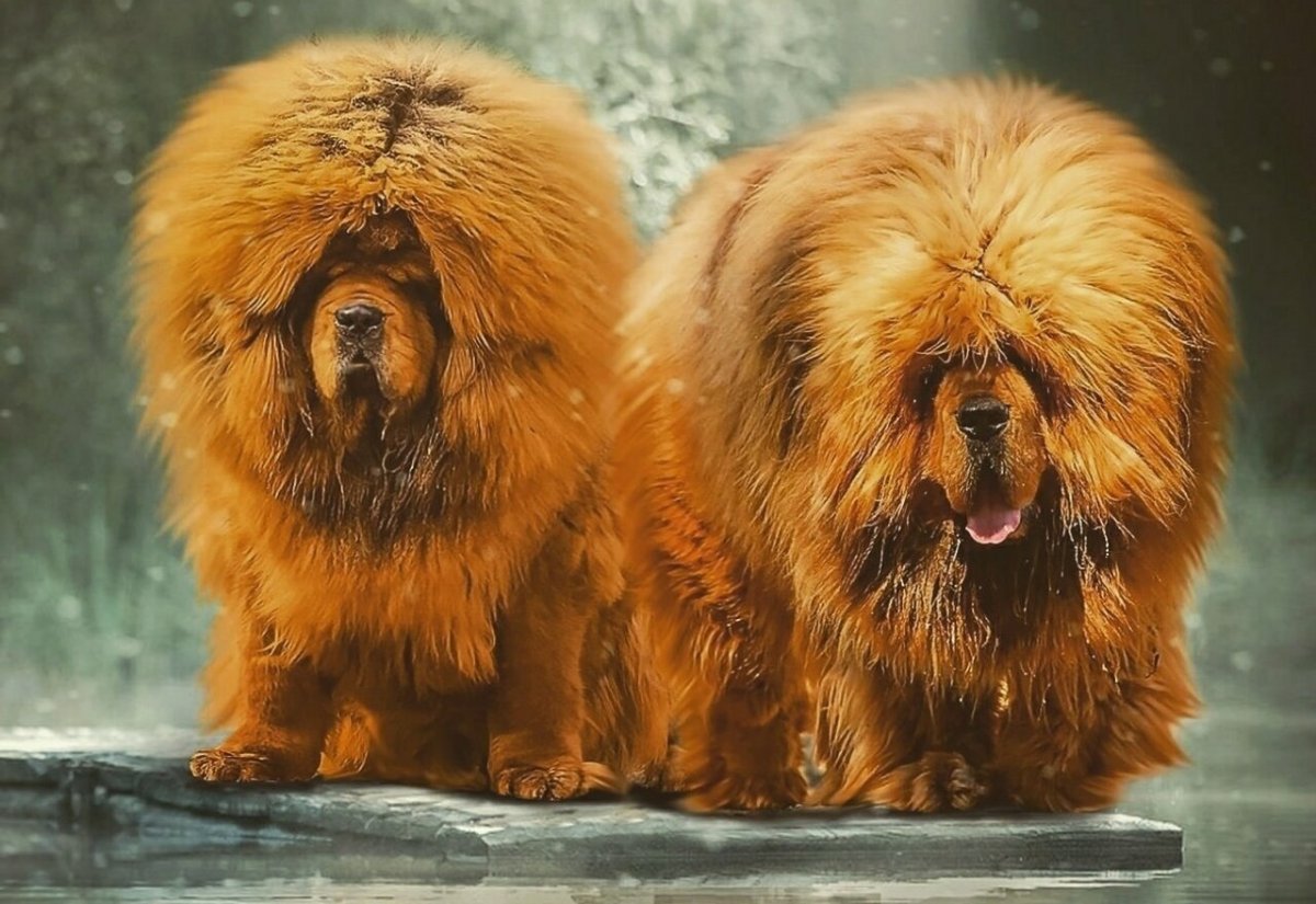 Тамбовский мастиф