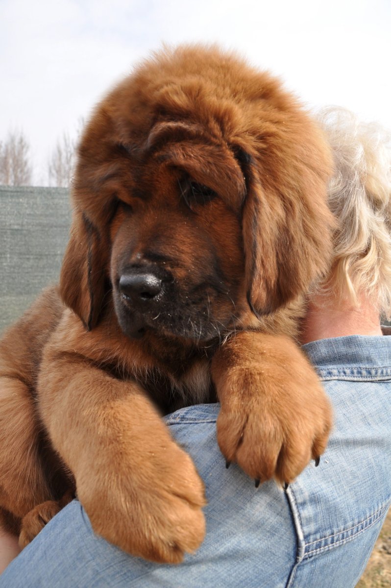 Тибетский мастиф золотой