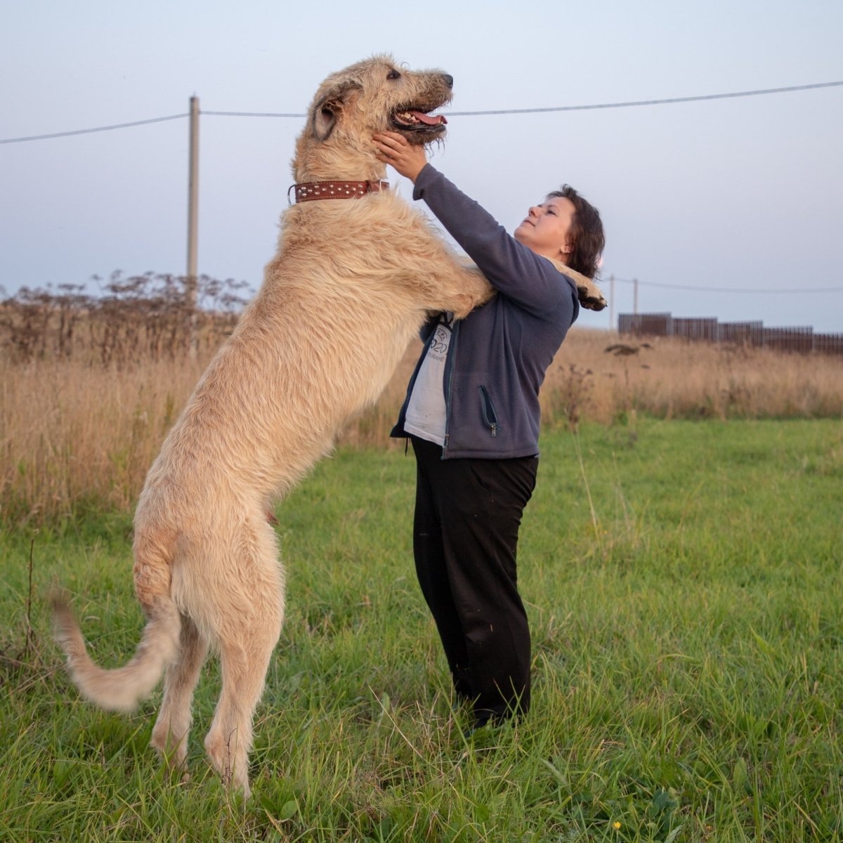 Ирландский волкодав пшеничный