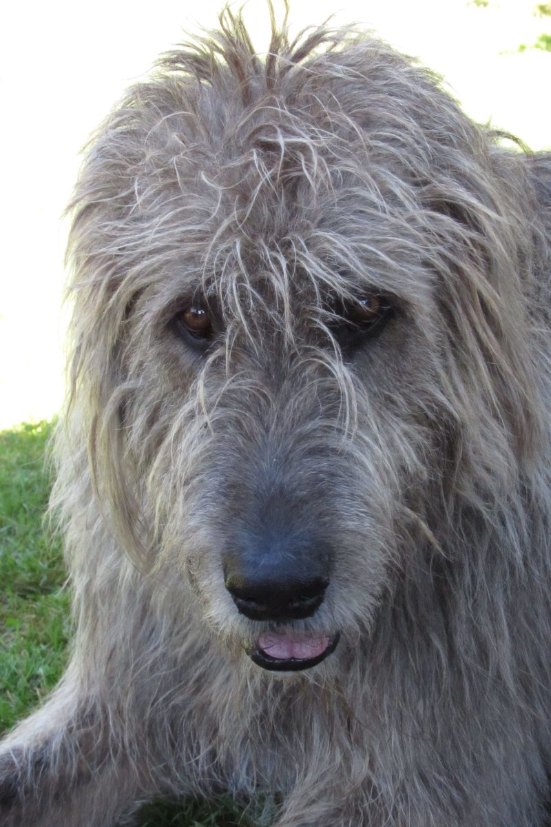 Перуанский волкодав