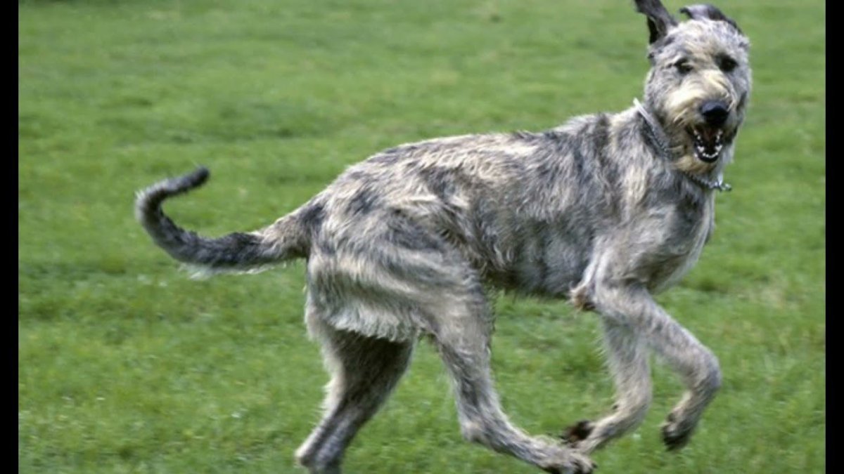 Ирландский борзой волкодав