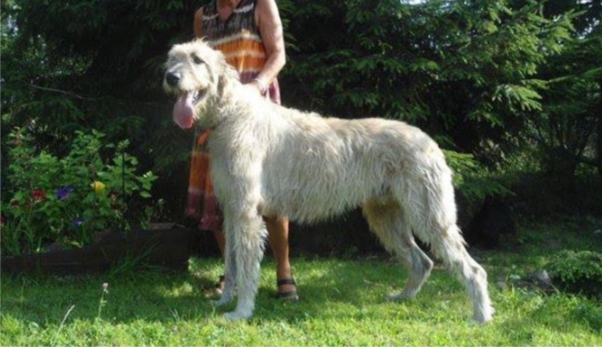 Басконские волкодавы