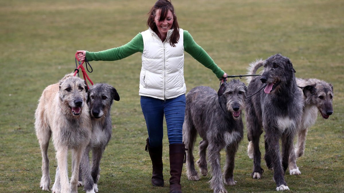 Ирландский волкодав рост и вес