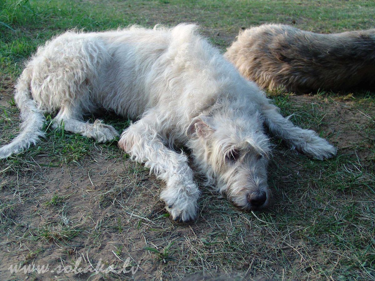 Ирландский волкодав в груминге