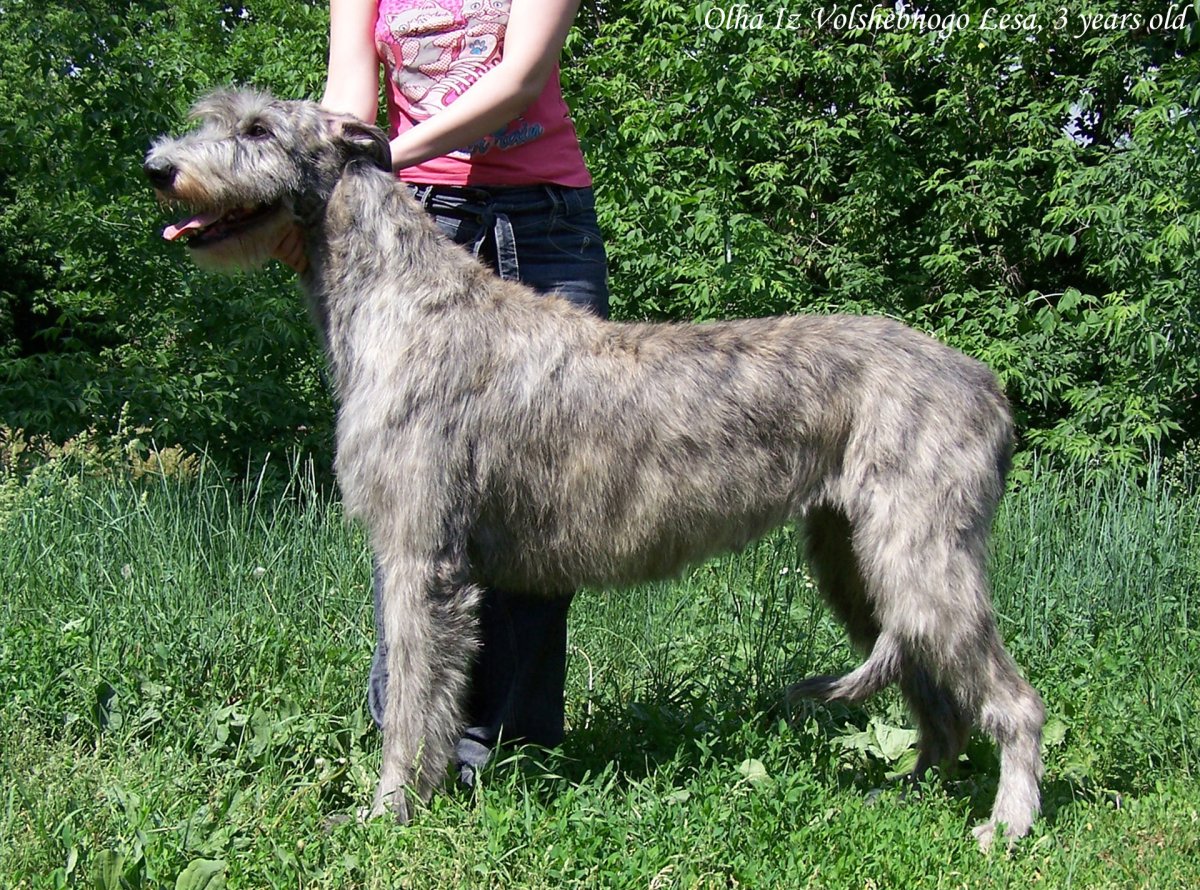 Ирландский волкодав пшеничного окраса