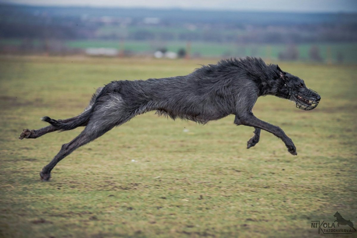 Дирхаунд в ярости