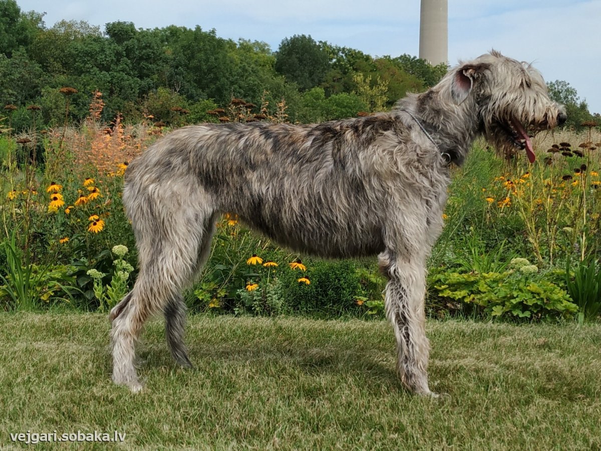 Басконский волкодав