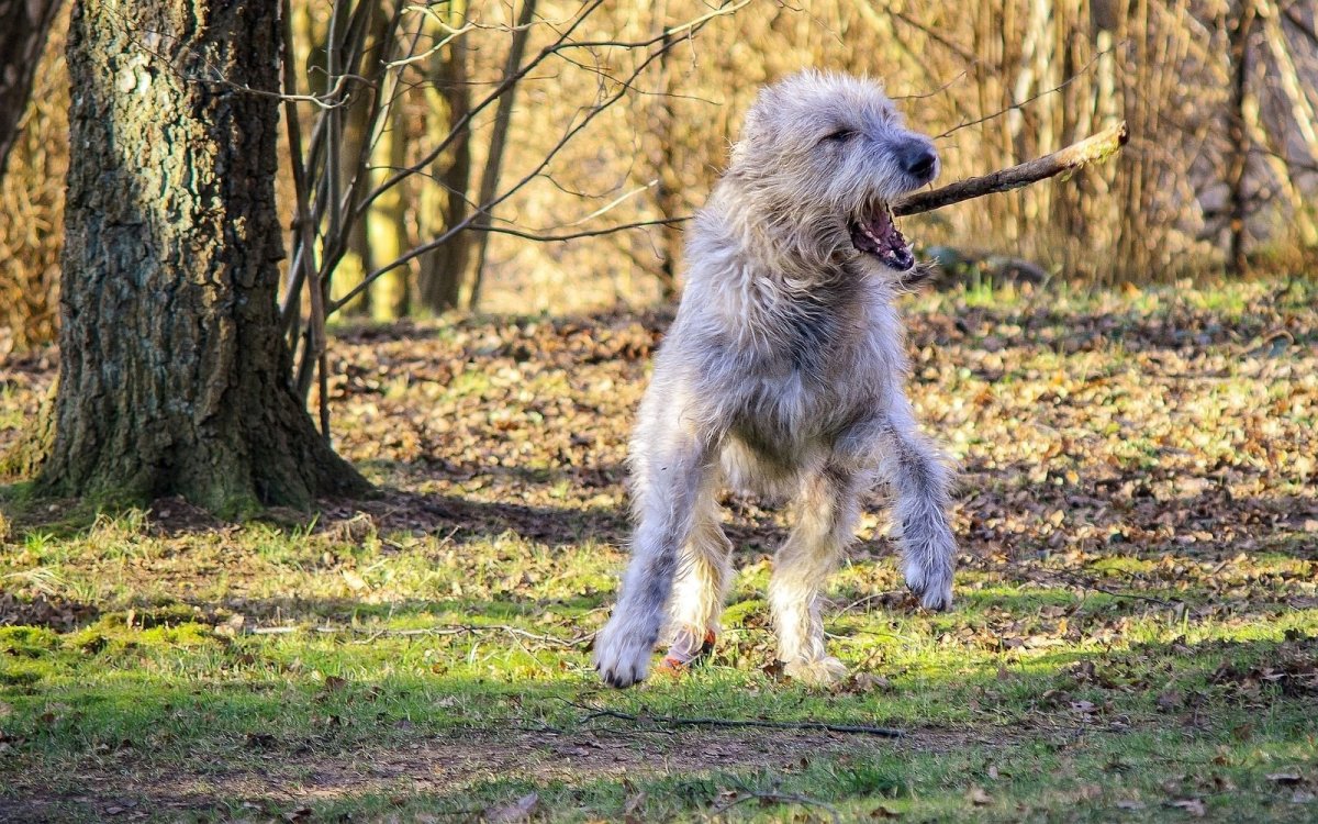 Карликовый волкодав