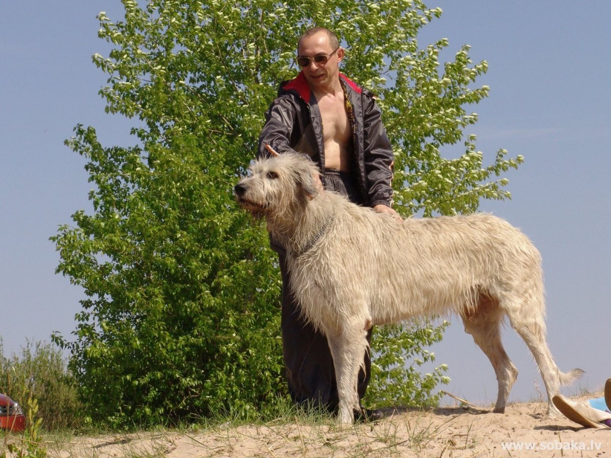 Волкодав порода