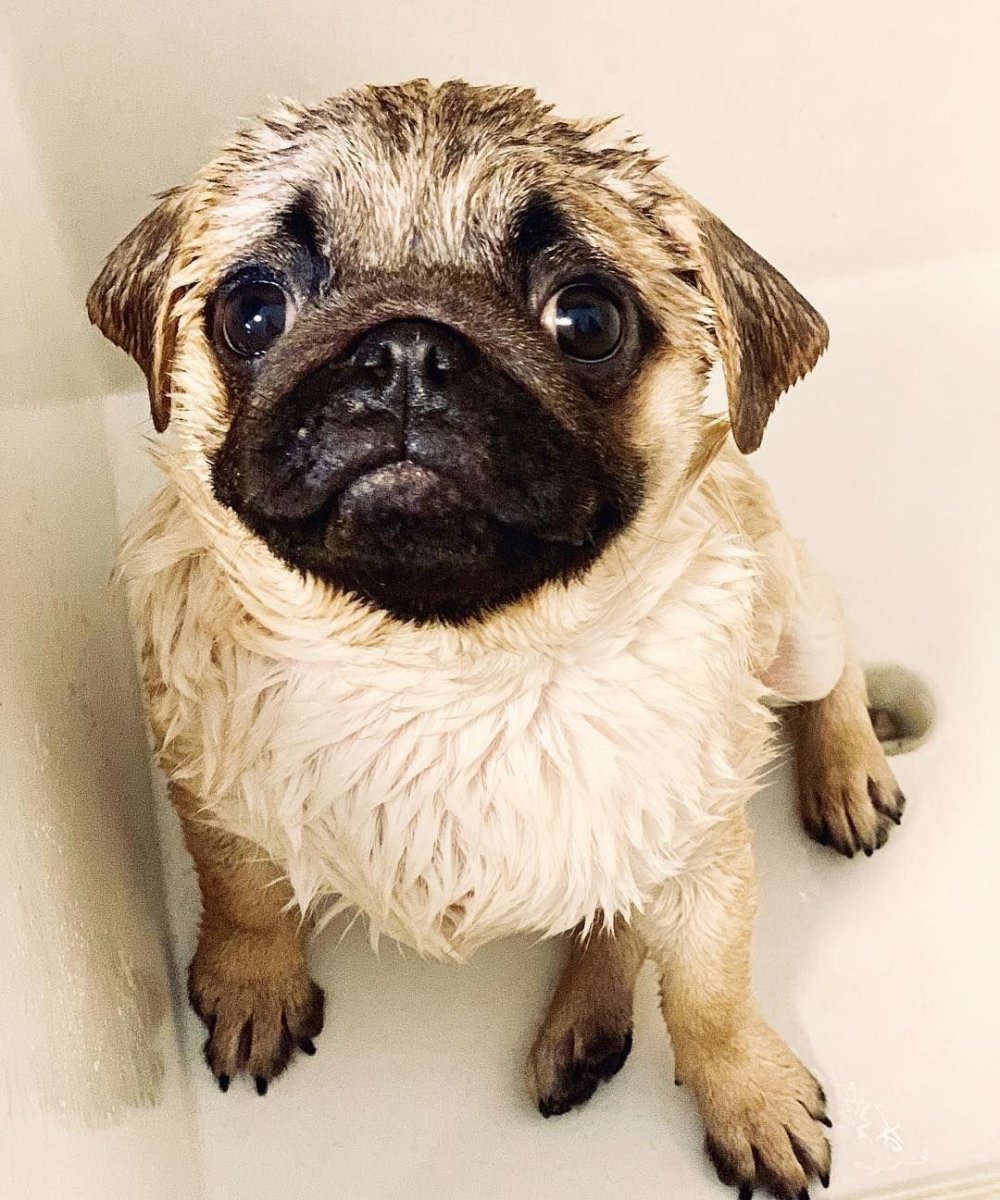 Золотистый Мопс